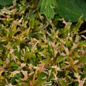Alternanthera tricolor 'Rosea'